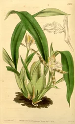 Ilustración de Aspasia variegata